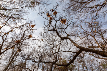 Obraz premium Dry trees in tropical rainforest after wildfire.