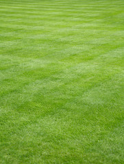 Green grass lawn detail