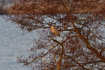 Graureiher (Ardea cinerea) bei der Jagd	