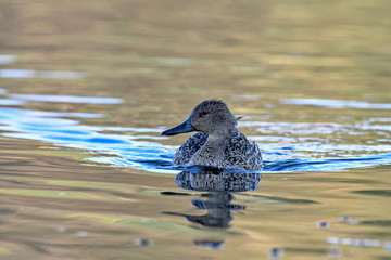 Pintail or Northern Pintail (Anas acuta), Crete
