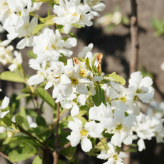 Obraz na płótnie Canvas Gros plan sur fleurs et feuilles en corymbes blanches d'amélanchier commun (Amelanchier ovalis) au printemps 