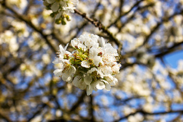 Close-up of a white cherry blossom out of focus background