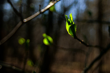 Young leaves open on the branches rejoicing at the arrival of spring in daylight