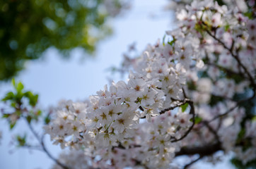 青空と桜の花
