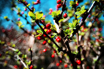 Red berries on ornamental shrubs in daylight