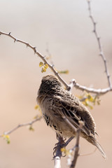 A photo of a sparrow