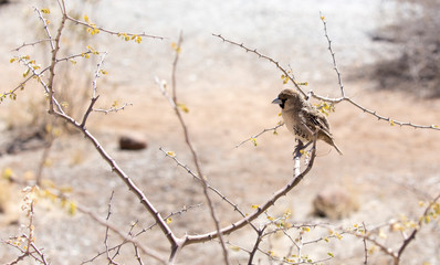 A photo of a sparrow