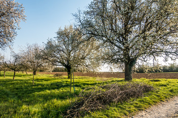 Grünabfälle vom Baumschnitt im Frühjahr