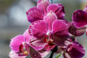 Fototapeta na wymiar Rare pink orchid phalaenopsis flower with dark purple splashes on the edge of the petals. Home flowers