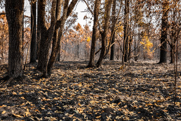 Tropical rainforest burnt by wildfire.