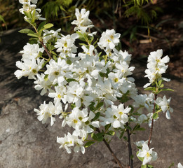 Amelanchier ovalis | Amélanchier à feuilles ovales ou Néflier des collines au feuillage vert mat, revers cotonneux et corymbes de fleurs à pétales blanc étamines jaunes au printemps