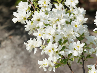 Amelanchier ovalis ou Amélanchier commun ou amélanchier à feuilles ovales, petit arbuste buissonnant à floraison printanière blanc pur et parfumée dans un feuillage vert mat
