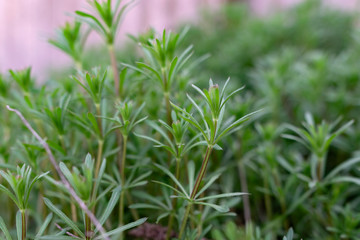 Green grass on thin stems with small leaves and petals. Natural background of natural origin