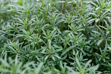 Naklejka premium Green grass on thin stems with small leaves and petals. Natural background of natural origin