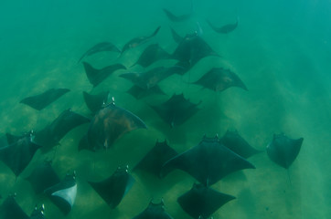 Mobula manta