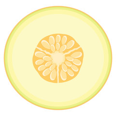 Fresh half melon fruit isolated on white background. Honeydew melon. Summer fruits for healthy lifestyle. Organic fruit. Cartoon style. Vector illustration for any design.