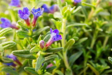 Lithodora diffusa, the purple gromwell, syn. Lithospermum diffusa, is a species of flowering plant in the family Boraginaceae