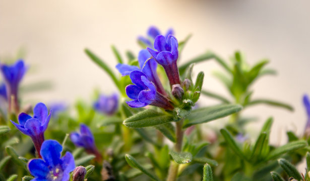 Lithodora diffusa, the purple gromwell, syn. Lithospermum diffusa, is a species of flowering plant in the family Boraginaceae