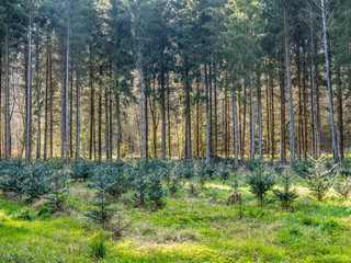 Wiederaufforstung im Mischwald