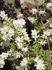 Amelanchier ovalis | Amélanchier commun ou amélanchier à feuilles ovales, petit arbuste buissonnant à floraison printanière blanc pur et parfumée dans un feuillage vert mat