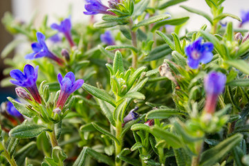 Lithodora diffusa, the purple gromwell, syn. Lithospermum diffusa, is a species of flowering plant in the family Boraginaceae