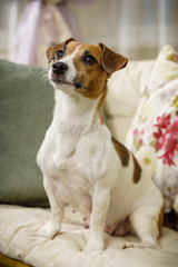 waiting dog friend Russell Terrier sitting on a cozy home sofa