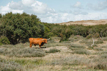 holland nordsee strand rind