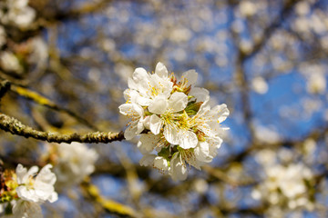 Close-up of a white cherry blossom out of focus background