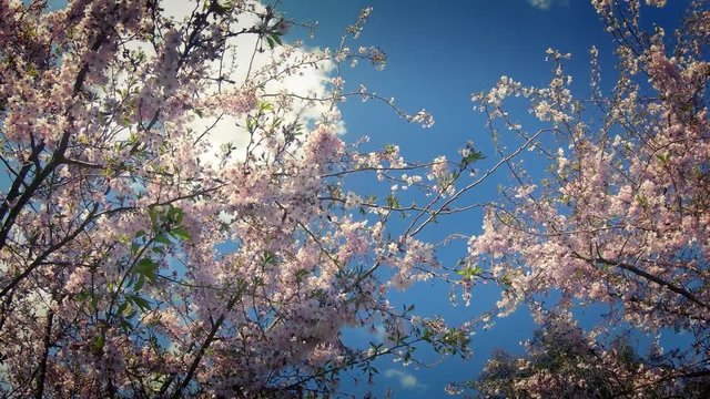 Pan up at Springtime cherry blossom waving in the wind against an azure blue sky
