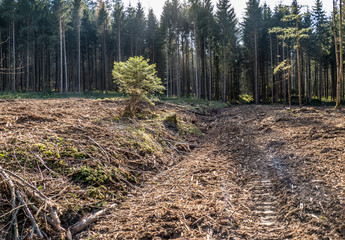 Gefällte Bäume und gerodeter Waldlichtung