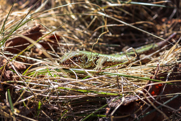 lizard on the grass