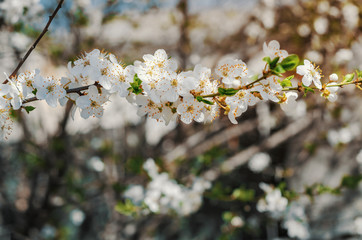Fototapeta premium Spring blossoms cherry white flowers for background