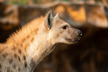 Hyena