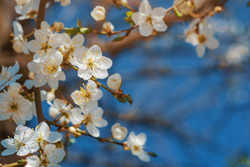 Spring blossoms cherry white flowers for background