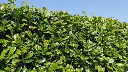 Obraz premium Bright green hedge with clear blue sky