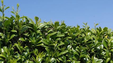 Bright green hedge with clear blue sky