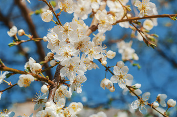 Spring blossoms cherry white flowers for background