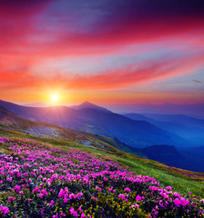Plakat Pink flower rhododendrons at magical sunset. Location Carpathian mountain, Ukraine, Europe.