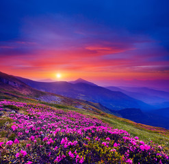 Naklejka na ściany i meble Pink flower rhododendrons at magical sunset. Location Carpathian mountain, Ukraine, Europe.