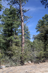 Fototapeta premium Trail, Gila National Forest