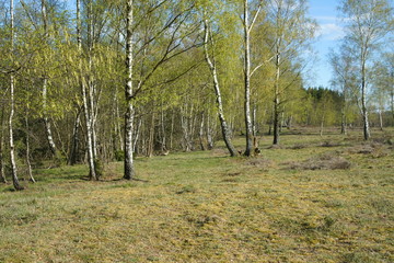 Fototapeta premium Birch Taiga like forest landscape during spring