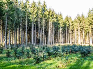 Wiederaufforstung im Mischwald