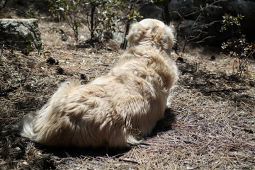 Fototapeta premium Beautiful Golden Retriever Enjoying the View