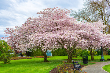blooming cherry trees