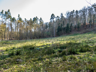 Gefällte Bäume und gerodeter Waldlichtung