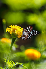 Blue tiger butterfly Danaid Tirumala limniace on yellow marigold Tagetes flower with dark green blurred bokeh background