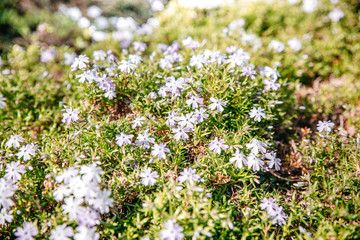 Fototapeta premium Frühling Blumen Wiese Gras 