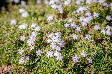Obraz premium Frühling Blumen Wiese Gras 