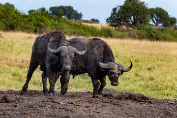 Obraz premium Water Buffalo