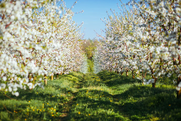 Bright ornamental garden with blooming trees on a sunny day.